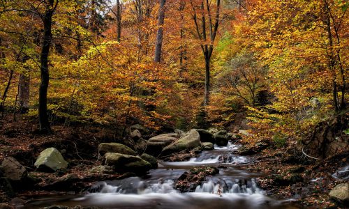 Ein frischer Bach im Wald vor Laubbäumen